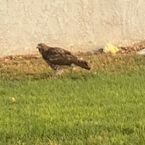 Meet your Posher, Billy